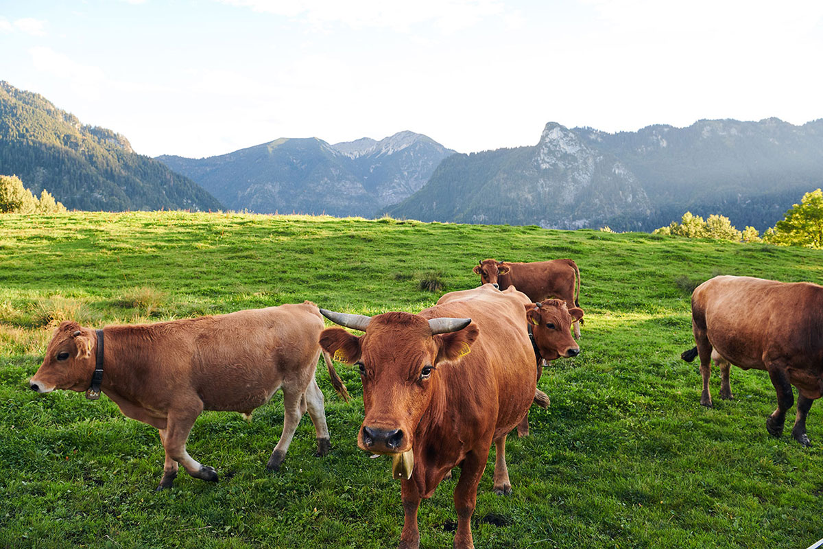 Murnau_Werdenfelser_Rind-Katalog-Kuhherde_frontal