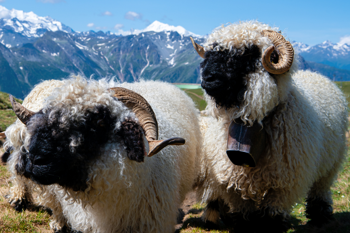 Schwarznasenschafe vor Bergmassiv